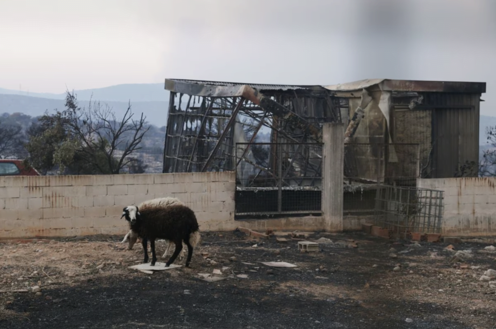 Μάνδρα / Reuters, Louiza Vradi