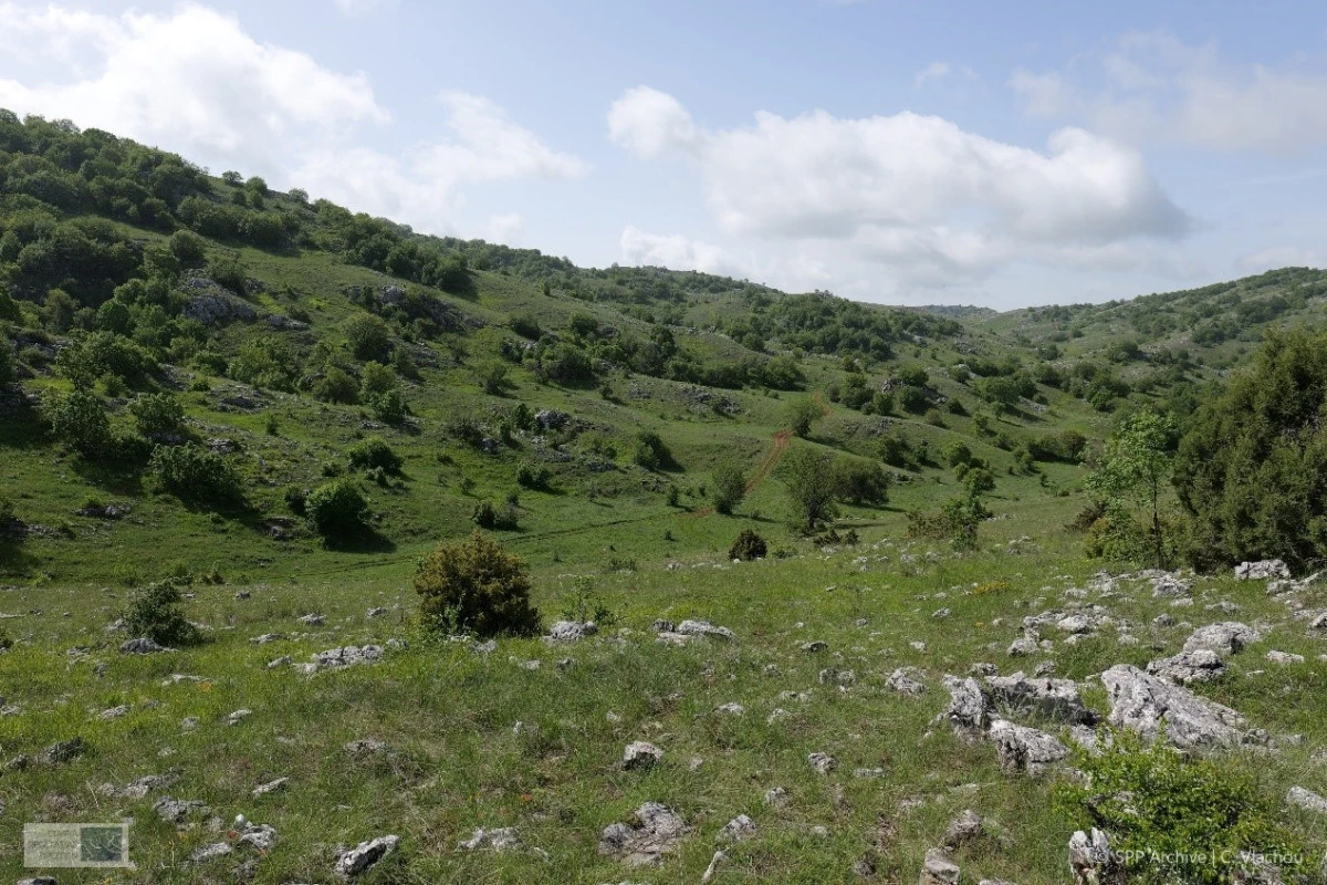 βραχολίβαδα της Σφήκας (αρχείο ΕΠΠ: Χ. Βλάχου, 2024)